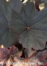 Heuchera villosa 'Mocha'